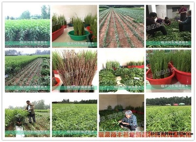 桃苗木種植技術與注意事項