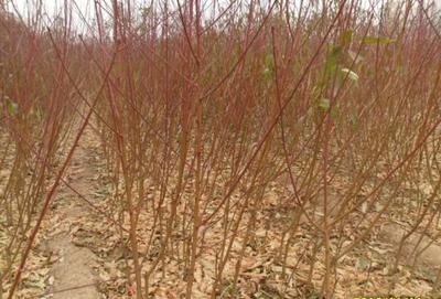 鄒城市輝煌苗木種植專業合作社 打造苗木產業新標桿