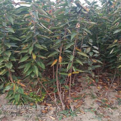 月山錦櫻桃與考特大果櫻桃苗種植基地 優質苗木培育與科學種植之道