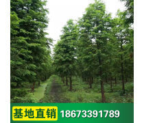 綠化苗木種植基地 苗木種植的關鍵技術與實踐指南