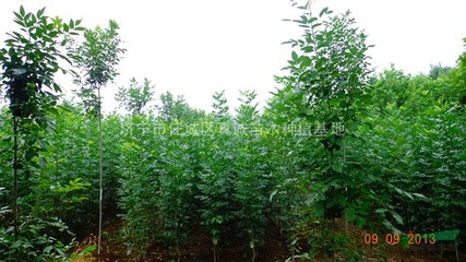 濟寧市任城區真誠苗木種植基地 綠色產業的璀璨明珠