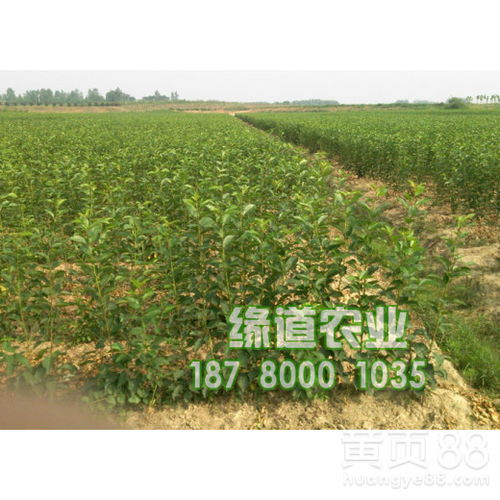 貴州大櫻桃產業新篇章 探索2017年新品種與種植基地的蓬勃發展