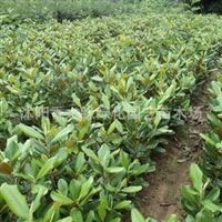 走進(jìn)宿遷沭陽(yáng)香之緣綠化園藝 苗木種植的藝術(shù)與產(chǎn)業(yè)實(shí)踐