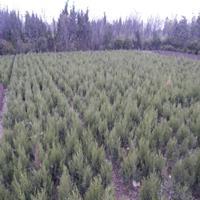蜀檜與月季的綠意協(xié)奏 宿遷苗木基地的種植篇章