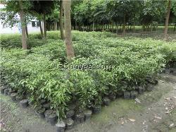 金絲楠綠化工程苗木的種植技術(shù)與管理要點(diǎn)